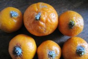 柑橘病蟲(chóng)害防治圖譜下載_克菌丹在柑橘上的應(yīng)用