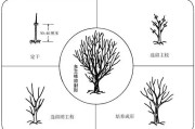 柑橘種植技術創(chuàng)新人才團隊_怎么對現(xiàn)有的柑橘樹