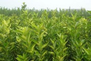 愛媛38號雜柑幾月份成熟_愛媛38號果凍橙種植條件