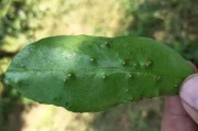 柑橘樹(shù)病蟲(chóng)害周期表格_莊園小課堂柑橘黑點(diǎn)病