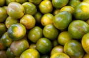 柑橘類水果種植技術(shù)管理視頻（柑橘類水果種植技術(shù)管理視頻講解）