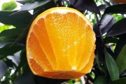 愛(ài)媛38號(hào) 產(chǎn)地_愛(ài)媛38號(hào)柑桔抗凍嗎 愛(ài)媛38號(hào) 產(chǎn)地_愛(ài)媛38號(hào)柑桔抗凍嗎