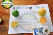 臍橙與沃柑哪個好（臍橙沃柑哪個好吃）