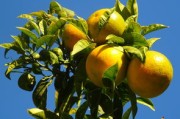 揭秘最甜柑橘類水果的甜蜜奧秘：品種、產(chǎn)地與種植秘訣