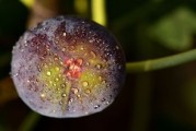 蜜桔樹(shù)十年還能結(jié)幾年果子（蜜桔樹(shù)怎么管理）