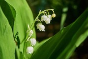 柑橘嫁接后多長(zhǎng)時(shí)間才發(fā)芽？影響因素及管理技巧解析