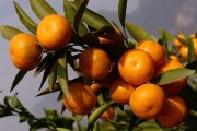 愛媛果實(shí)為啥有細(xì)皮和粗皮_眉山必買的十大特產(chǎn)