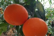 柑橘蓋膜施肥種植技術(shù)_柑橘?；ū９趺醋? title=