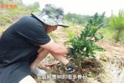 柑橘樹(shù)主桿型種植技術(shù)_皂角樹(shù)的種植前景究竟如何 柑橘樹(shù)主桿型種植技術(shù)_皂角樹(shù)的種植前景究竟如何