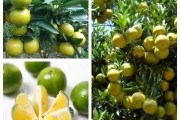 柑橘花期病蟲(chóng)害該不該打藥_7月份柑橘一般打什么藥 柑橘花期病蟲(chóng)害該不該打藥_7月份柑橘一般打什么藥