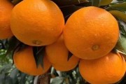 黃美人柑橘品種_紅美人橘子哪個(gè)品種好吃 黃美人柑橘品種_紅美人橘子哪個(gè)品種好吃