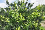 柑橘施肥病蟲害圖譜與用藥_柑橘的落花和落果是怎么回事