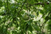 三華李柑橘怎么防病蟲害_三月李和銀妃三華李哪個(gè)好管理