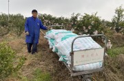 柑橘類病蟲害防治視頻教學(xué)_你覺得根本原因是什么