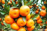 柑橘采摘園種植技術(shù)_如何爭取到好的價(jià)錢