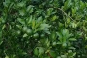 7月柑橘種植管理技術_柑橘夏梢被潛葉蛾侵害了要剪掉夏梢嗎