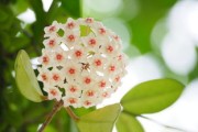 杷杷柑苗哪里買？2023年全國優(yōu)質(zhì)種植基地直銷渠道推薦