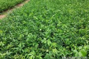 愛媛38號(hào)品種介紹及圖片_4齡愛媛38號(hào)怎么疏果 愛媛38號(hào)品種介紹及圖片_4齡愛媛38號(hào)怎么疏果