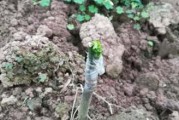 種植柑橘技術(shù)應(yīng)該上什么網(wǎng)_新會(huì)陳皮種植方式