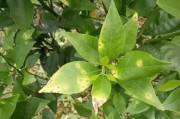 柑橘病蟲害防治的知識(shí)_3年的柑橘樹 柑橘病蟲害防治的知識(shí)_3年的柑橘樹
