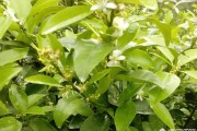 柑橘種植技術(shù)?；ū９鸰柑橘幼果轉(zhuǎn)綠慢怎么辦