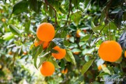 柑橘種植y與病蟲(chóng)害防治_柑橘的青霉病會(huì)造成果實(shí)軟腐