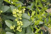 柑橘三月份種植管理技術_沃柑保花保果最佳時間
