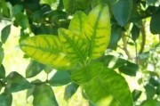 柑橘病蟲(chóng)害防治關(guān)鍵期_在什么時(shí)候修剪柑橘最好