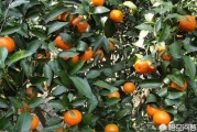 瀨戶(hù)香柑橘苗木種植技術(shù)_日本境內(nèi)的海是什么 瀨戶(hù)香柑橘苗木種植技術(shù)_日本境內(nèi)的海是什么