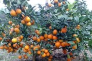 種植柑橘新技術(shù)應(yīng)用_適合柑橘種植嗎 種植柑橘新技術(shù)應(yīng)用_適合柑橘種植嗎