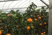 愛(ài)媛一共有多少個(gè)品種圖片_紅公主柑橘介紹