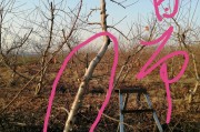 明日見柑橘修剪視頻_桔子盆栽可以從主干剪枝從發(fā)嗎