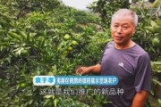 大分4號(hào)柑橘品種_哪里賣(mài)大分一號(hào)特早熟柑桔苗