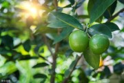 豐產(chǎn)柑橘的種植技術(shù)_如何提前做好防治工作 豐產(chǎn)柑橘的種植技術(shù)_如何提前做好防治工作