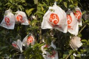 耙耙柑柑橘病蟲害防治技術_現(xiàn)在栽什么樹