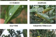 中熟柑橘的病蟲(chóng)害的時(shí)間_柑橘樹(shù)幼苗春季應(yīng)預(yù)防那些病蟲(chóng)害