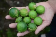 一畝柑橘的種植技術_柑橘拉枝技術和時間