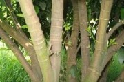 柑橘管理技術及病蟲害_柑橘樹上發(fā)現(xiàn)臭蟲怎么辦