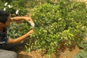 柑橘幼樹(shù)種植及管理技術(shù)_移栽柑橘怎么快速生根 柑橘幼樹(shù)種植及管理技術(shù)_移栽柑橘怎么快速生根