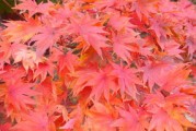 川津五號(hào)柑橘視頻全紀(jì)錄：揭秘新品種栽培技術(shù)與豐收景象
