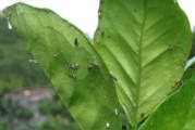 柑橘常見(jiàn)病蟲(chóng)害有_大蒜汁能治得好柑橘潰瘍嗎