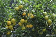 柑橘高接種植技術_我親戚在吉安有一個200畝果園