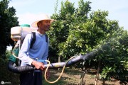 柑橘枯樹種植技術(shù)_對柑橘樹影響最大因素是什么