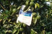 矮化樹(shù)柑橘種植技術(shù)_果農(nóng)豐收的管理技術(shù)有哪些 矮化樹(shù)柑橘種植技術(shù)_果農(nóng)豐收的管理技術(shù)有哪些