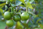 雨后柑橘種植技術(shù)_柑橘園選址時如何避免被不利的氣象條件影響