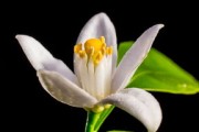 明日見(jiàn)柑橘為什么會(huì)裂果子的原因(明日見(jiàn)柑橘為什么貴) 明日見(jiàn)柑橘為什么會(huì)裂果子的原因(明日見(jiàn)柑橘為什么貴)