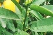 崇左柑橘種植技術(shù)規(guī)程書(shū)_我國(guó)沒(méi)有無(wú)核沃柑091的品種權(quán)嗎 崇左柑橘種植技術(shù)規(guī)程書(shū)_我國(guó)沒(méi)有無(wú)核沃柑091的品種權(quán)嗎