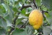 青見柑橘介紹：酸甜多汁的春季水果品種特點(diǎn)與產(chǎn)地解析