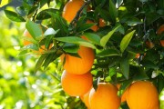 潭州農(nóng)業(yè)柑橘種植技術_李白卻能一生游山玩水