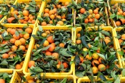 廣西柑橘種植技術(shù)大全_湖南邵陽適合種植默科特柑桔嗎 廣西柑橘種植技術(shù)大全_湖南邵陽適合種植默科特柑桔嗎